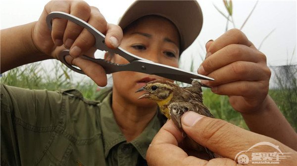 让候鸟飞！ 考察2015“福特汽车环保奖”一等奖项目