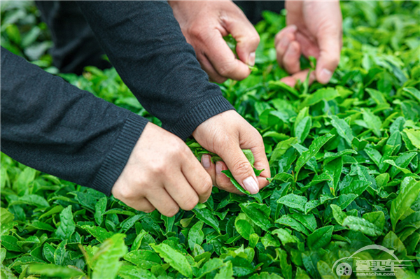 哈弗探索用户运营新模式  用户共创首推“弗茶”品牌