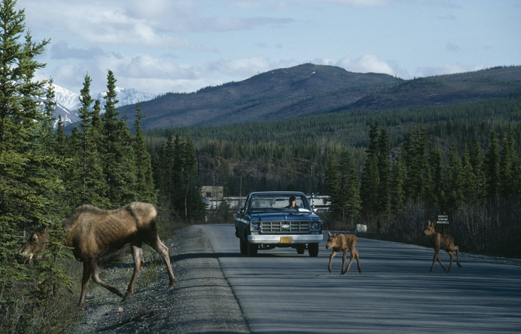 一文看懂车辆麋鹿测试的安全价值！