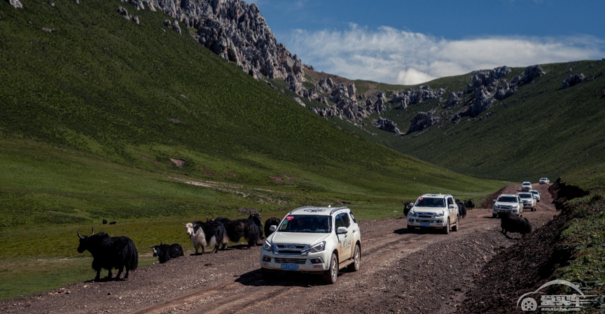 邂逅“红石之地” 窥见雪豹行踪