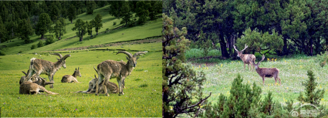 邂逅“红石之地” 窥见雪豹行踪
