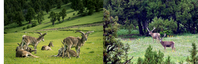  邂逅“红石之地” 窥见雪豹行踪 