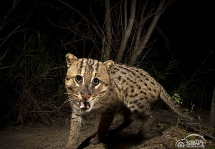 这些汽车外号知道三个以上，八成是老车迷