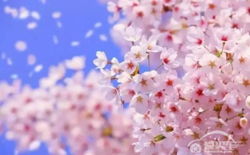 二月繁花春呢喃，开上风行T5 EVO逍遥快活正当时!