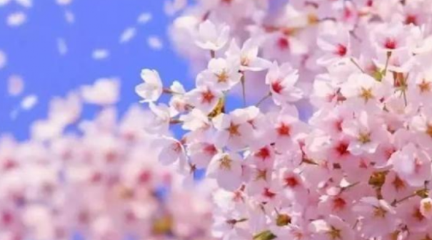  二月繁花春呢喃，开上风行T5 EVO逍遥快活正当时! 